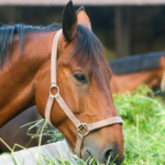 A Importância do volumoso Na Dieta do Cavalo atleta