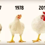 Antibióticos x hormônios na avicultura