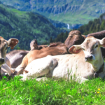 Manejo Sustentavel de Pastagens: Estratégias de aumento de produtividade