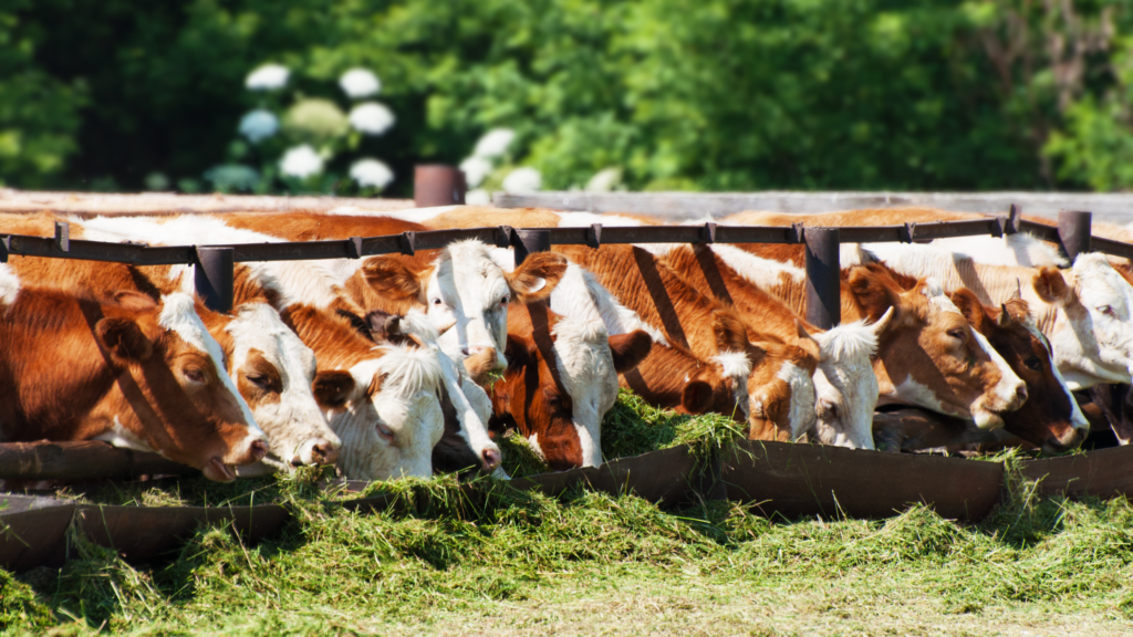 Dieta animal de acordo com a análise bromatológica: benefícios para precisão