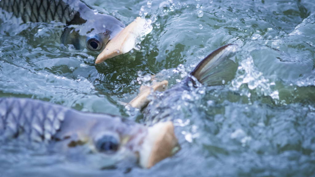 Nutrição E alimentação de peixes: avanços na formulação de rações e suplementos