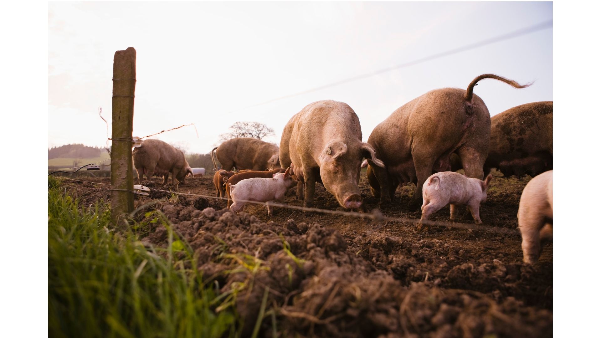 Descrição da imagem